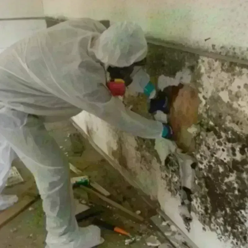 Mold Remediation and Removal in New Summerfield, TX